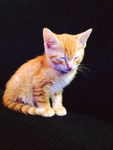Des nouvelles de Léon adopté samedi !!!