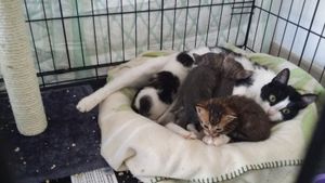 Maman, Plume, et 6 chatons à l'adoption