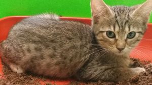 Lolante, chaton femelle tigrée, à l'adoption -> adoptée