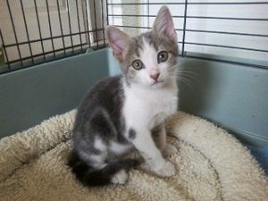 Lamborghini, chaton mâle tigré et blanc, à l'adoption -> adopté