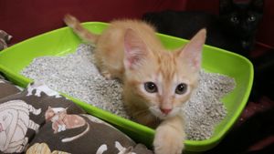 Lustucru, chaton mâle roux, à l'adoption -> adopté