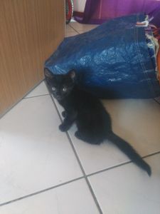 Prince, chaton mâle noir, à l'adoption -> adopté