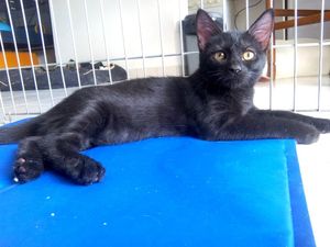 Lemon, chaton mâle noir, à l'adoption -> adopté