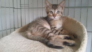 Larron, chaton mâle, à l'adoption -> adopté