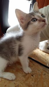 Lucio, chaton mâle, à l'adoption -> adopté