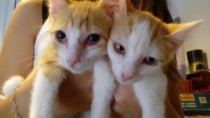 Lucien et Lothar, chatons mâles, à l'adoption -> Lothar adopté