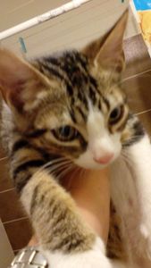 Liboy, chaton mâle, à l'adoption -> adopté