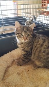 Lainoa, chaton femelle, à l'adoption -> adoptée