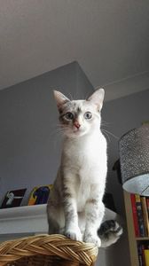 Des nouvelles de Lilas rebaptisée Arya !