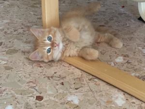 rencontre oujda chat