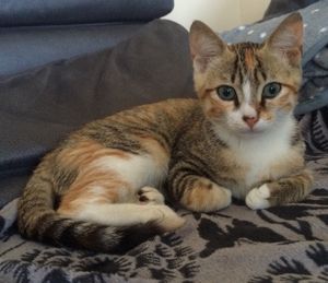 Mala, chaton femelle, à l'adoption -> adoptée