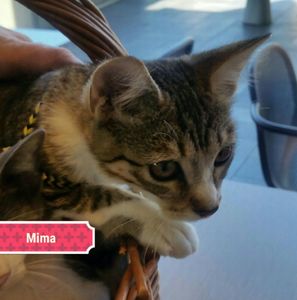 Mima, chaton femelle blanche et tigrée, à l'adoption -> adoptée