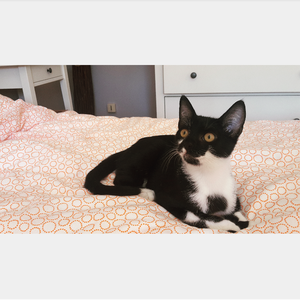 Elopine, chaton femelle noire et blanche, à l'adoption -> adoptée