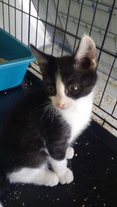 Maëya, chaton femelle noire et blanche, à l'adoption -> adoptée