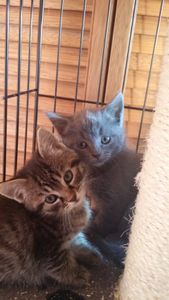 Maya et Missou, 2 chatons femelles, à l'adoption -> adoptées ensembles
