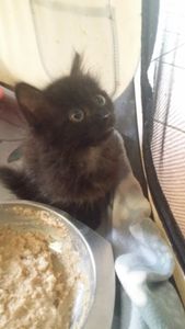 Chou, chaton femelle noire à poils mi longs, à l'adoption -> adoptée