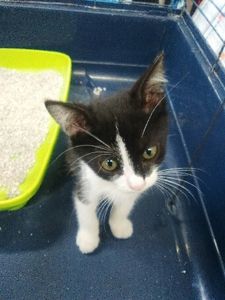 Meiko, chaton mâle noir et blanc, à l'adoption -> adopté