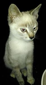Mutine, chaton femelle type seal point, à l'adoption -> adoptée