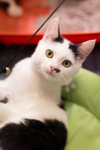 Mushu, chaton mâle noir et blanc, à l'adoption -> adopté