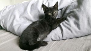 Minnie, chaton femelle noire, à l'adoption -> adoptée