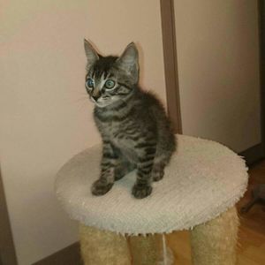 Mercedès, chaton femelle tigrée, à l'adoption -> adoptée