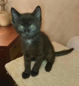 Maserati, chaton mâle noir, à l'adoption -> adopté