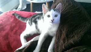 Mimosa, chaton mâle blanc et tigré, à l'adoption -> adopté