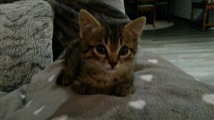 Milord, chaton mâle tigré, à l'adoption -> adopté