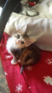 Meringue, chaton femelle isabelle, à l'adoption -> adoptée