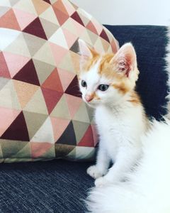 Des nouvelles de Marwel rebaptisé Sacha !
