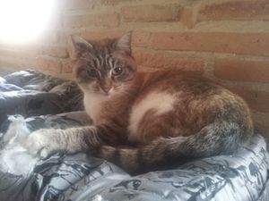 Patafix, chatte siamoise, a été adoptée