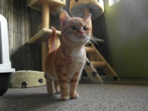 Urgent : une chatte et son chaton à la recherche d'un foyer -> ils ont été adoptés ensemble !