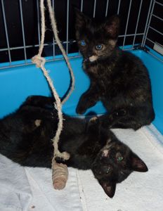 Deux chatons femelles écaille de tortue à adopter -> adoptées