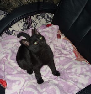 Chaton mâle noir de 2/3 mois à l'adoption -> adopté