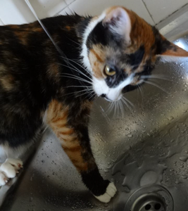 Fontaine à chat (1/2)