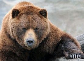 Que peuvent les Russes face à une attaque américaine en Syrie ?