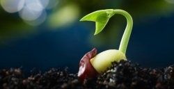 Biopiraterie en France : comment des entreprises privées menacent de s’approprier des semences et des plantes