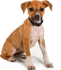 La confiance chez le chien…comment la développer?