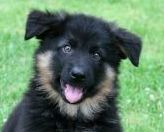 Le respect mutuel dans le métier du chien.
