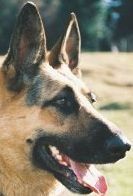 Le Schutzhund, un sport rempli de préjugés