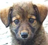 Les indispensables 4D de l’éducation canine...