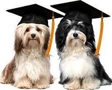 Métier : expert canin