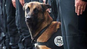 Non le chien du RAiD ne sera pas enterré à Asnières