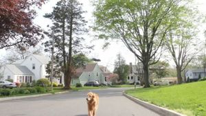Les NTIC au service des animaux domestiques : le cas du Chien - True or Fake ?