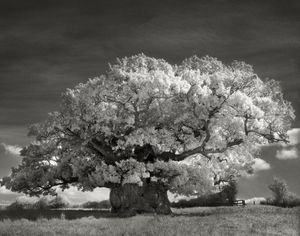 14 dernières années à photographier des arbres : l'oeuvre de la photographe de San Francisco Beth Moon