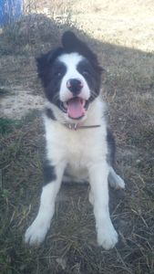 Mon chiot border collie
