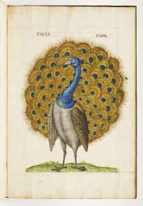 TEFAF Maastricht en 2016. Naturellement... Kunstkammer de l'excellence (acte I)
