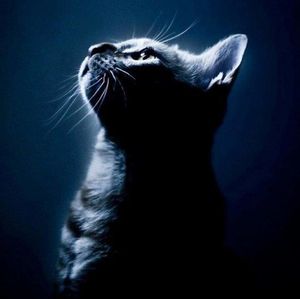 Chat-thérapie