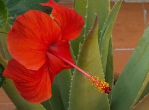 L'aloe vera connue comme plante décorative est aussi réputée pour ses bienfaits curatifs