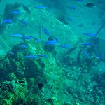 Poissons bleus près des coraux